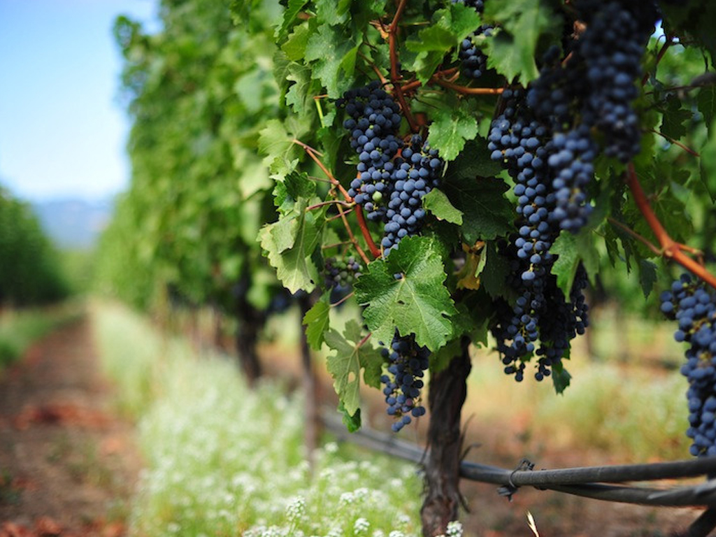 Winery Tours Washington